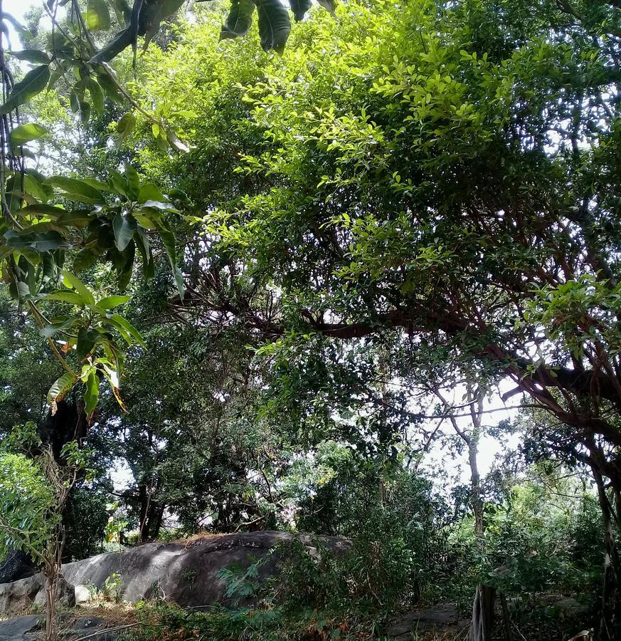 Dambulla Sun Vsh Holiday Buitenkant foto
